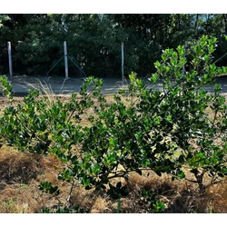 Közönséges magyal ILEX AQUIFOLIUM J.C VAN TOL 60/80*