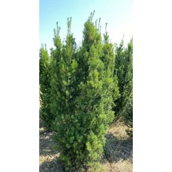 Oszlopos tiszafa TAXUS MEDIA HICKSII 175/200*