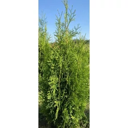 Brabant tuja THUJA OCCIDENTALIS KING OF BRABANT 80/100*
