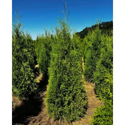 Brabant tuja THUJA OCCIDENTALIS KING OF BRABANT 100/125*