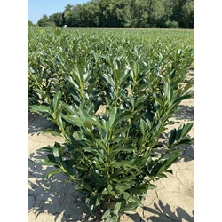 Oszlopos babérmeggy PRUNUS LAUROCERASUS ELLY 60/80*