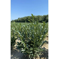 Oszlopos babérmeggy PRUNUS LAUROCERASUS ELLY 80/100*