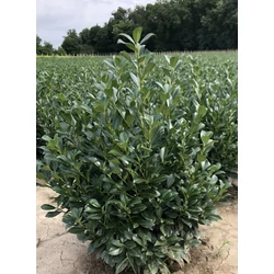 Babérmeggy PRUNUS LAUROCERASUS ANNY 100/125*