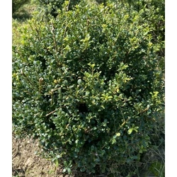 Csipkéslevelű magyal ILEX CRENATA GLORIE DWARF GÖMB 20/30*