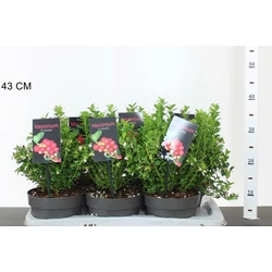 Fireballs vörös áfonya VACCINIUM VITIS-IDAEA FIREBALLS 25/30 CS17