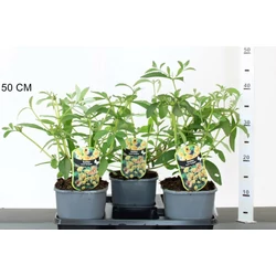 Nyári orgona BUDDLEIA WEYERIANA SUNGOLD 30/40 K2
