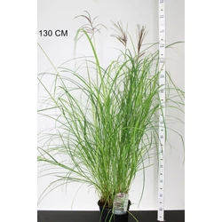 Kínai virágosnád MISCANTHUS SINENSIS RED CHIEF K3