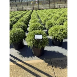 Szavára álciprus   CHAMAECYPARIS PISIFERA FILIFERA NANA 30/35 K8
