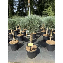 Törpe erdeifenyő   PINUS SYLVESTRIS WATERERI T40 25/30 K11