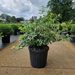 Kék áfonya VACCINIUM CORYMBOSUM NORTHCOUNTRY 40/50 K18