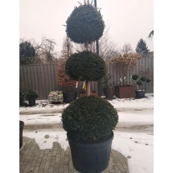 Közönséges tiszafa TAXUS BACCATA 3 GÖMB 150/175 K180
