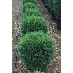 Leyland ciprus CUPRESSOCYPARIS LEYLANDII GÖMBRE NYÍRT 50/60 K25