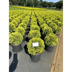 Törpe arany gömb tuja  THUJA OCCIDENTALIS MIRJAM 20/30 K20