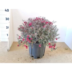 Új-zélandi teafa LEPTOSPERMUM SCOPARIUM K3