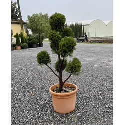 Arany lombú leyland ciprus CUPRESSOCYPARIS LEYLANDII CASTLEWELLAN GOLD POM-PON 80/+ K12