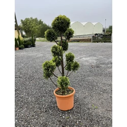 Arany lombú leyland ciprus CUPRESSOCYPARIS LEYLANDII GOLD RIDER POM-PON 120/140 K18