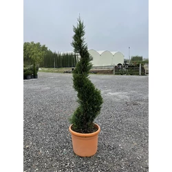 Leyland ciprus   CUPRESSOCYPARIS LEYLANDII PYRAMIDALIS SPIRÁL 120/140 K18