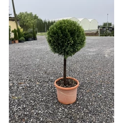 Arany lombú leyland ciprus CUPRESSOCYPARIS LEYLANDII CASTLEWELLAN GOLD T50 K15