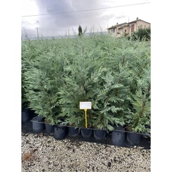 Leyland ciprus CUPRESSOCYPARIS LEYLANDII 100/120 K5