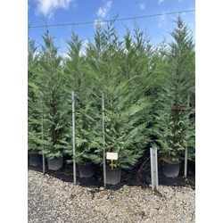 Leyland ciprus CUPRESSOCYPARIS LEYLANDII 200/250 K18