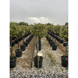 Tarka levelű ezüstfa ELAEAGNUS EBBINGEI GILT EDGE T1/2 50/60 K25