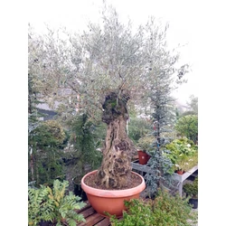 Olajfa    OLEA EUROPAEA BONSAI LAPOS TÁLBAN K160