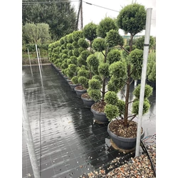 Arany lombú leyland ciprus CUPRESSOCYPARIS LEYLANDII CASTLEWELLAN GOLD BONSAI 175/200 BONSAI TÁLBAN K55