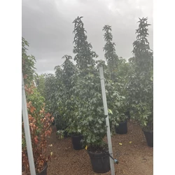 Amerikai ámbrafa  LIQUIDAMBAR STYRACIFLUA SLENDER SILHOUETTE 200/250 K50