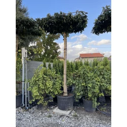 Amerikai ámbrafa   LIQUIDAMBAR STYRACIFLUA T280 TETŐ FORMA 20/25 K130