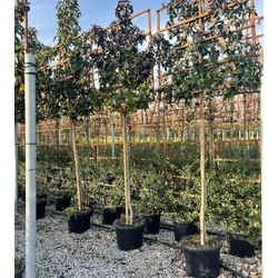 Amerikai ámbrafa  LIQUIDAMBAR STYRACIFLUA T180 10/12 FAL 120x120 K