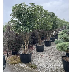 Felemáslevelű illatcserje OSMANTHUS AQUIFOLIUM TÖBBTÖRZSES K70
