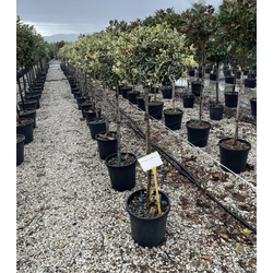 Közönséges magyal   ILEX AQUIFOLIUM ARGENTEOMARGINATA T1/2 K20