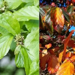 Perzsafa    PARROTIA PERSICA 3×I 12/14 K50