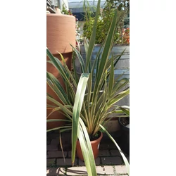 Vászonfű  PHORMIUM TENAX VARIEGATUM K7/10