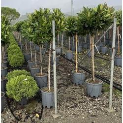 Japán naspolyaERIOBOTRYA COPPERTONE T1/2 40/50 GÖMB K18