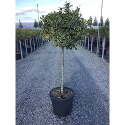 Közönséges magyal   ILEX AQUIFOLIUM ARGENTEOMARGINATA T1/2 K18