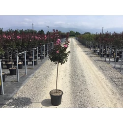 Kínai selyemmirtusz   LAGERSTROEMIA INDICA RHAPSODY IN PINK T1/2 K15