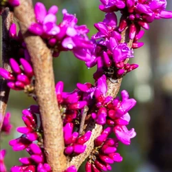Kínai júdásfa   CERCIS CHINENSIS T200 8/10 K30