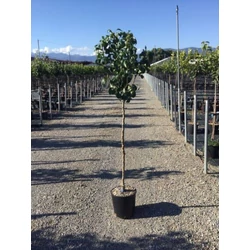 Conference körte PYRUS COMMUNIS CONFERENCE T1/2 K10