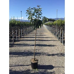 Piros Vilmos körte PYRUS COMMUNIS WILLIAM ROUGE T1/2 K10