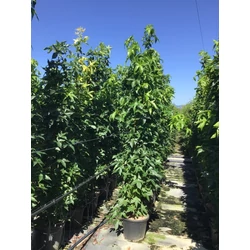 Amerikai ámbrafa  LIQUIDAMBAR STYRACIFLUA SLENDER SILHOUETTE 200/250 K30