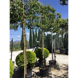 Kínai vadkörte   PYRUS CALLERYANA CHANTICLEER T200 FAL K55