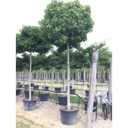 Amerikai ámbrafa   LIQUIDAMBAR STYRACIFLUA GUMBALL T200 20/25 K150