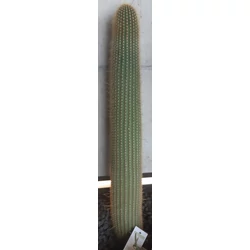 Kaktusz CEREUS VATRICANIA GUENTHERI CS30
