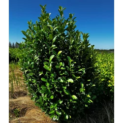 Oszlopos babérmeggy PRUNUS LAUROCERASUS OBELISK 125/150*