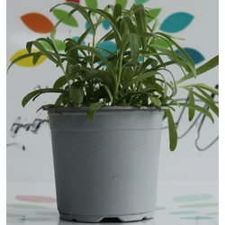 Tárkony FŰSZERNÖVÉNY-ARTEMISIA DRACUNCULUS K1,5