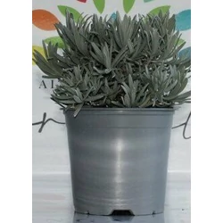 Levendula BOKOR LAVANDULA ANGUSTIFOLIA BOKOR K1,5