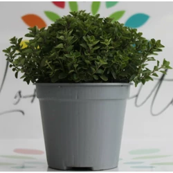 Oregánó FŰSZERNÖVÉNY-ORIGANUM VULGARE K1,5