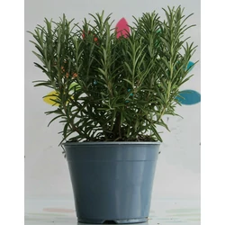 Rozmaring ROSMARINUS OFFICINALIS BOKOR K1,5