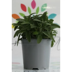 Zsálya FŰSZERNÖVÉNY-SALVIA OFFICINALIS K1,5